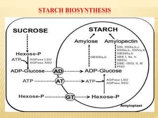 STARCH BIOSYNTHESIS
 