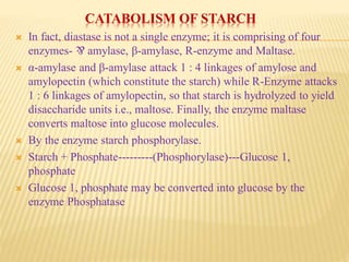 CATABOLISM OF STARCH
 In fact, diastase is not a single enzyme; it is comprising of four
enzymes- ⅋ amylase, β-amylase, R-enzyme and Maltase.
 α-amylase and β-amylase attack 1 : 4 linkages of amylose and
amylopectin (which constitute the starch) while R-Enzyme attacks
1 : 6 linkages of amylopectin, so that starch is hydrolyzed to yield
disaccharide units i.e., maltose. Finally, the enzyme maltase
converts maltose into glucose molecules.
 By the enzyme starch phosphorylase.
 Starch + Phosphate---------(Phosphorylase)---Glucose 1,
phosphate
 Glucose 1, phosphate may be converted into glucose by the
enzyme Phosphatase
 