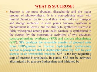WHAT IS SUCCROSE?
 Sucrose is the most abundant disaccharide and the major
product of photosynthesis. It is a non-reducing sugar with
limited chemical reactivity and thus is utilized as a transport
and storage molecule in most plants. Sucrose synthesis is
predominant in leaves, but the ability to synthesize sucrose is
fairly widespread among plant cells. Sucrose is synthesized in
the cytosol by the consecutive activities of two enzymes:
sucrose-phosphate synthetase (SPS) and sucrose phosphatase
(SPP). SPS catalyzes the reversible transfer of glucosyl units
from UDP-glucose to fructose 6-phosphate synthesizing
sucrose 6-phosphate that is dephosphorylated by SPP to yield
sucrose in an irreversible reaction. SPS is the key regulating
step of sucrose biosynthesis. In plants, SPS can be activated
allosterically by glucose 6-phosphate and inhibited by
 