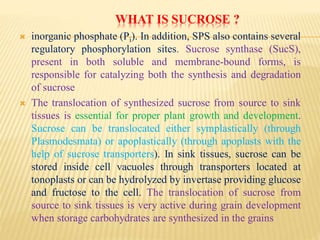 WHAT IS SUCROSE ?
 inorganic phosphate (Pi). In addition, SPS also contains several
regulatory phosphorylation sites. Sucrose synthase (SucS),
present in both soluble and membrane-bound forms, is
responsible for catalyzing both the synthesis and degradation
of sucrose
 The translocation of synthesized sucrose from source to sink
tissues is essential for proper plant growth and development.
Sucrose can be translocated either symplastically (through
Plasmodesmata) or apoplastically (through apoplasts with the
help of sucrose transporters). In sink tissues, sucrose can be
stored inside cell vacuoles through transporters located at
tonoplasts or can be hydrolyzed by invertase providing glucose
and fructose to the cell. The translocation of sucrose from
source to sink tissues is very active during grain development
when storage carbohydrates are synthesized in the grains
 