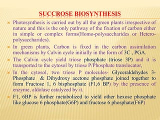 SUCCROSE BIOSYNTHESIS
 Photosynthesis is carried out by all the green plants irrespective of
nature and this is the only pathway of the fixation of carbon either
in simple or complex forms(Homo-polysaccharides or Hetero-
polysaccharides).
 In green plants, Carbon is fixed in the carbon assimilation
mechanisms by Calvin cycle initially in the form of 3C , PGA.
 The Calvin cycle yield triose phosphate (triose 3P) and it is
transported to the cytosol by triose P/Phosphate translocator,
 In the cytosol, two triose P molecules- Glyceraldehydes 3-
Phosphate & Dihydroxy acetone phosphate joined together to
form Fructose 1, 6 bisphosphate (F1,6 BP) by the presence of
enzyme, aldolase catalyzed by it.
 F1, 6BP is further metabolized to yield other hexose phosphate
like glucose 6 phosphate(G6P) and fructose 6 phosphate(F6P)
 