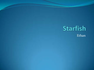 Starfish Ethan 