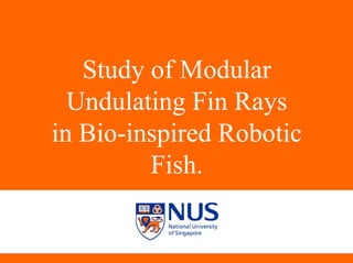 Study of Modular Undulating Fin Rays in Bio-inspired Robotic Fish. 