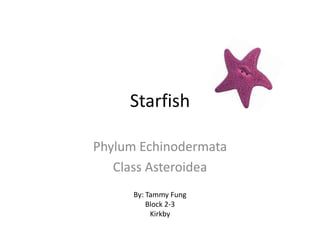 Starfish Phylum Echinodermata Class Asteroidea By: Tammy Fung Block 2-3 Kirkby 