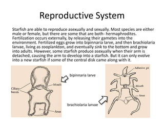 Sexual Reproduction In Starfish Starfish Children's Book Project | PPTX