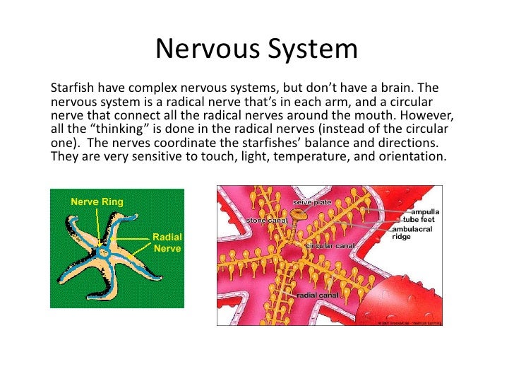 Starfish Children's Book Project sea star stomach diagram 