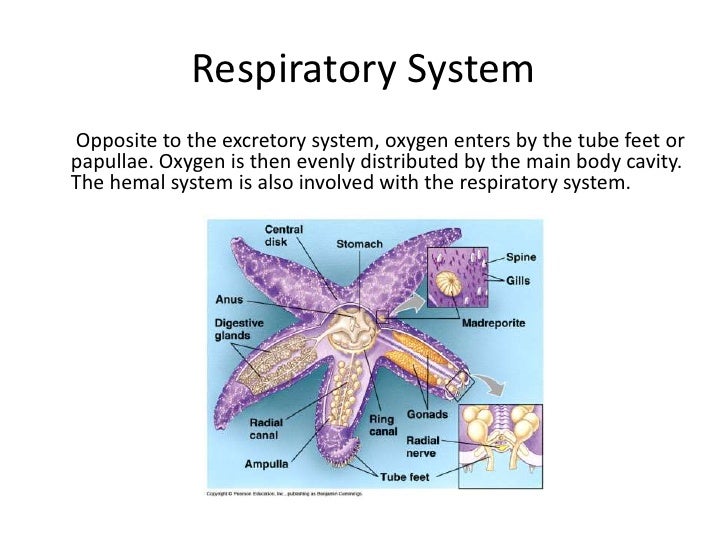 Starfish Children's Book Project