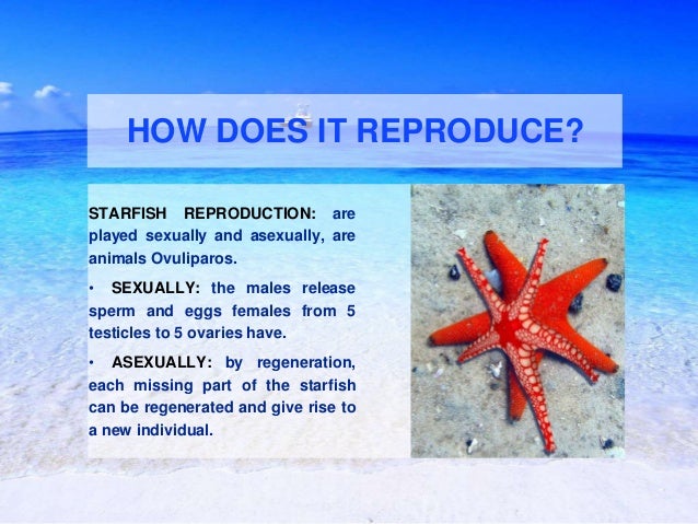 starfish work powerpoint 4 638