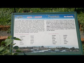 Star forest at thrissur