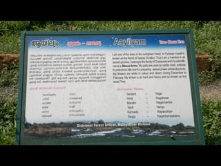 Star forest at thrissur