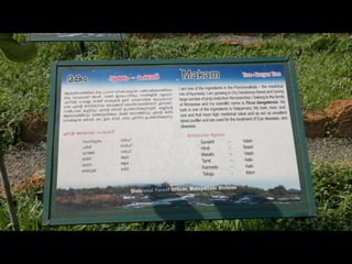 Star forest at thrissur