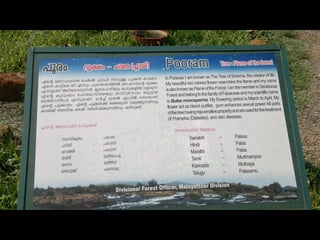 Star forest at thrissur