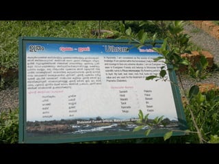 Star forest at thrissur