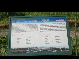 Star forest at thrissur