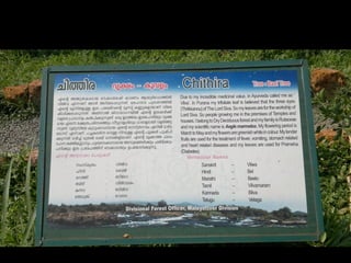 Star forest at thrissur