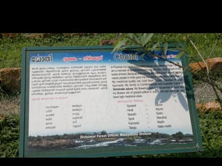 Star forest at thrissur