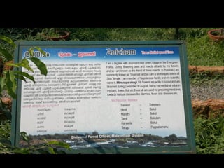 Star forest at thrissur