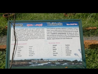 Star forest at thrissur