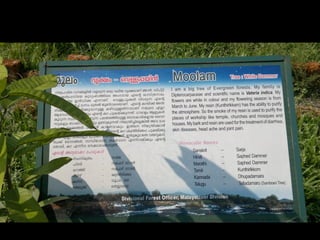 Star forest at thrissur