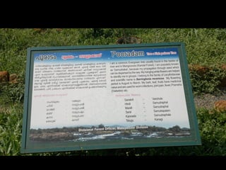 Star forest at thrissur