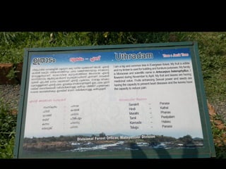 Star forest at thrissur