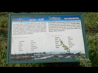 Star forest at thrissur