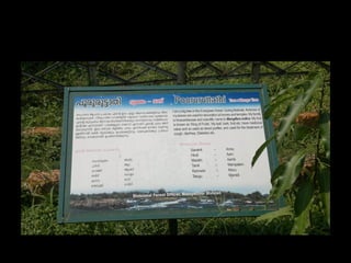 Star forest at thrissur