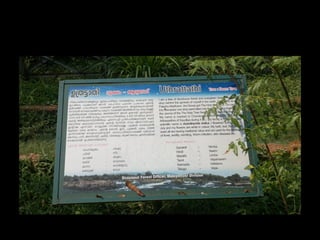 Star forest at thrissur