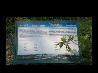 Star forest at thrissur