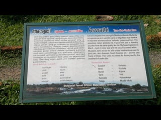 Star forest at thrissur