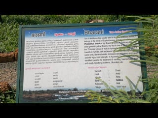 Star forest at thrissur