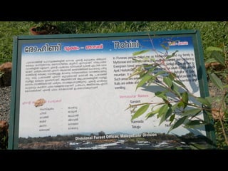 Star forest at thrissur