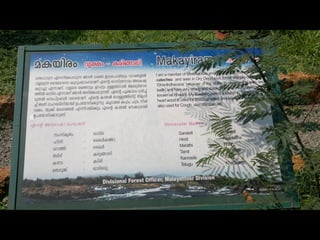 Star forest at thrissur