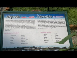 Star forest at thrissur