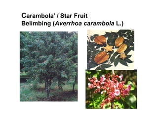 Carambola’ / Star Fruit 
Belimbing (Averrhoa carambola L.) 
 