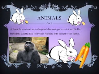 ANIMALS
 Some farm animals are endangered also some get very sick and die like
Harold the Giraffe died. He lived in Australia with the rest of his Family.
 
