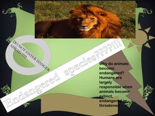 Why do animals
become
endangered?
Humans are
largely
responsible when
animals become
extinct,
endangered or
threatened.
 