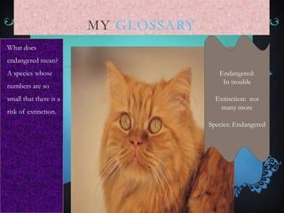 What does
endangered mean?
A species whose
numbers are so
small that there is a
risk of extinction.
MY GLOSSARY
Endangered:
In trouble
Extinction: not
many more
Species: Endangered
 