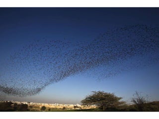 Starlings in the sky