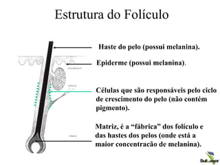 Estrutura do Folículo
Haste do pelo (possui melanina).
Epiderme (possui melanina).
Células que são responsáveis pelo ciclo
de crescimento do pelo (não contém
pigmento).
Matriz, é a “fábrica” dos folículo e
das hastes dos pelos (onde está a
maior concentracão de melanina).
 