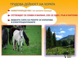ТРУДОВА ДЕЙНОСТ НА ХОРАТА
ЖИВОТНОВЪДСТВО / по тучните пасища/

ОТГЛЕЖДАТ СЕ СЛИВИ И МАЛИНИ, СЕЕ СЕ ОВЕС, РЪЖ И КАРТОФИ

ВОДНАТА СИЛА НА РЕКИТЕ СЕ ИЗПОЛЗВА
В ЕЛЕКТРОЦЕНТРАЛИТЕ
 