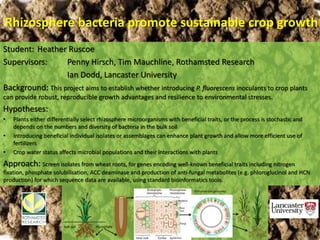 Soils Training And Research Studentships
Centre for Doctoral TrainingSTARS
Rhizosphere bacteria promote sustainable crop growth
Student: Heather Ruscoe
Supervisors: Penny Hirsch, Tim Mauchline, Rothamsted Research
Ian Dodd, Lancaster University
Background: This project aims to establish whether introducing P. fluorescens inoculants to crop plants
can provide robust, reproducible growth advantages and resilience to environmental stresses.
Hypotheses:
• Plants either differentially select rhizosphere microorganisms with beneficial traits, or the process is stochastic and
depends on the numbers and diversity of bacteria in the bulk soil
• Introducing beneficial individual isolates or assemblages can enhance plant growth and allow more efficient use of
fertilizers
• Crop water status affects microbial populations and their interactions with plants
Approach: Screen isolates from wheat roots, for genes encoding well-known beneficial traits including nitrogen
fixation, phosphate solubilisation, ACC deaminase and production of anti-fungal metabolites (e.g. phloroglucinol and HCN
production) for which sequence data are available, using standard bioinformatics tools.
 