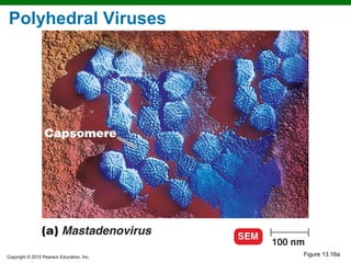 Polyhedral Viruses




Copyright © 2010 Pearson Education, Inc.
                                           Figure 13.16a
 