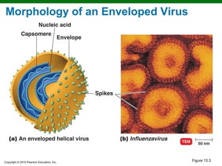 Morphology of an Enveloped Virus




Copyright © 2010 Pearson Education, Inc.
                                           Figure 13.3
 