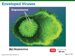Enveloped Viruses




Copyright © 2010 Pearson Education, Inc.
                                           Figure 13.16b
 