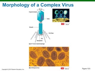 Morphology of a Complex Virus




Copyright © 2010 Pearson Education, Inc.
                                           Figure 13.5
 