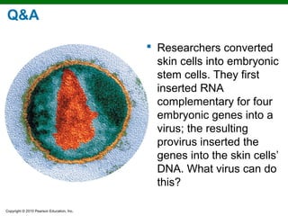 Q&A

                                            Researchers converted
                                             skin cells into embryonic
                                             stem cells. They first
                                             inserted RNA
                                             complementary for four
                                             embryonic genes into a
                                             virus; the resulting
                                             provirus inserted the
                                             genes into the skin cells’
                                             DNA. What virus can do
                                             this?

Copyright © 2010 Pearson Education, Inc.
 