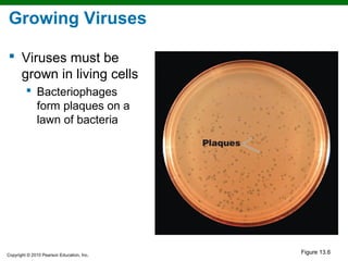 Growing Viruses

 Viruses must be
  grown in living cells
          Bacteriophages
           form plaques on a
           lawn of bacteria




Copyright © 2010 Pearson Education, Inc.
                                           Figure 13.6
 
