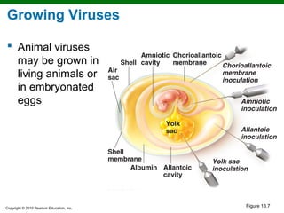 Growing Viruses

 Animal viruses
  may be grown in
  living animals or
  in embryonated
  eggs




Copyright © 2010 Pearson Education, Inc.
                                           Figure 13.7
 