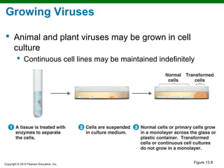 Growing Viruses

 Animal and plant viruses may be grown in cell
  culture
          Continuous cell lines may be maintained indefinitely




Copyright © 2010 Pearson Education, Inc.
                                                              Figure 13.8
 